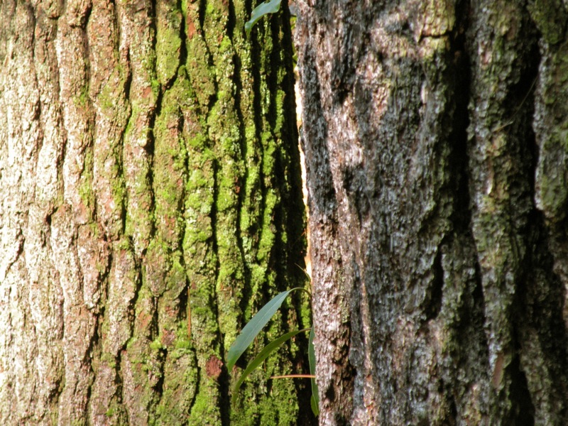 Rough Trail